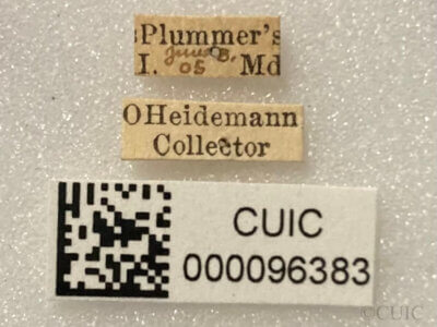 label view of adult Ilnacora malina