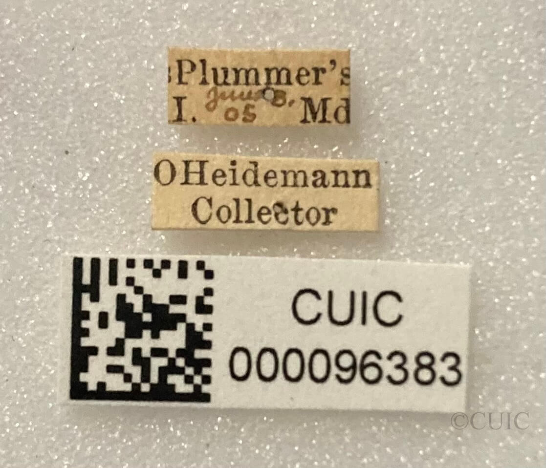 label view of adult Ilnacora malina