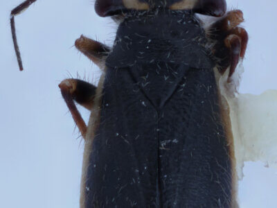 dorsal view of adult Labops hirtus