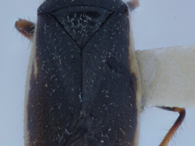 dorsal view of adult Labops hirtus