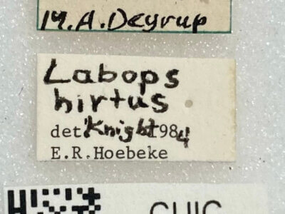 label view of adult Labops hirtus