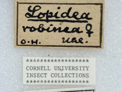 label view of adult Lopidea robiniae