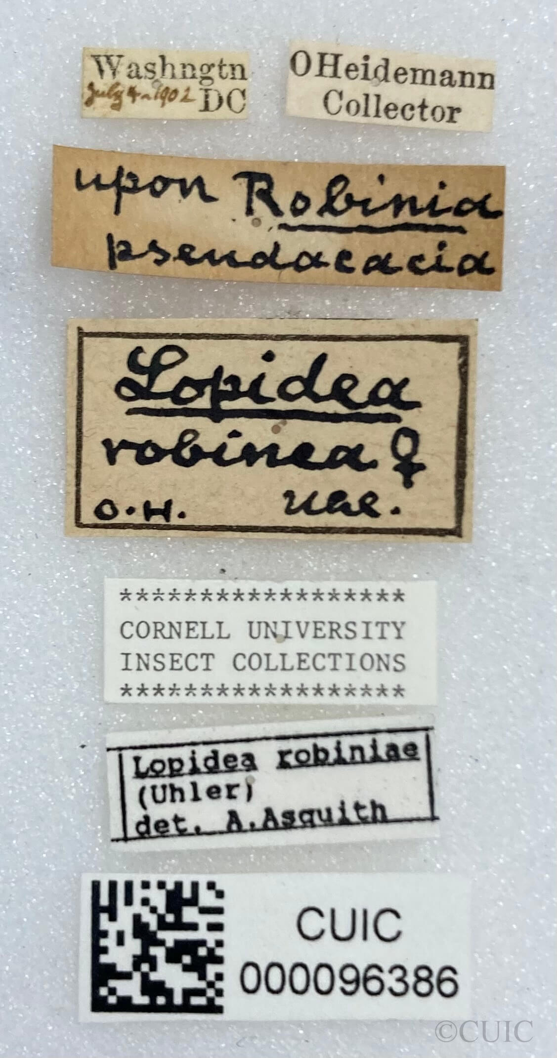 label view of adult Lopidea robiniae