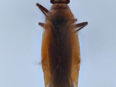 dorsal view of adult Lopidea robiniae
