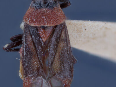 dorsal view of adult Largidea rubida