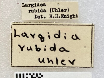 label view of adult Largidea rubida