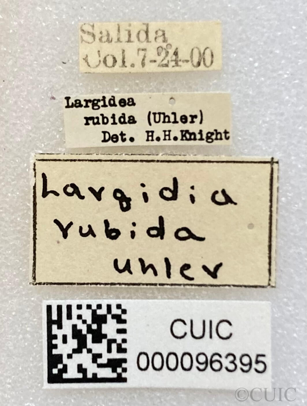 label view of adult Largidea rubida