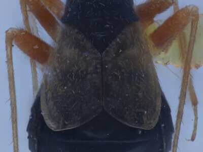 dorsal view of adult Mecomma gilvipes