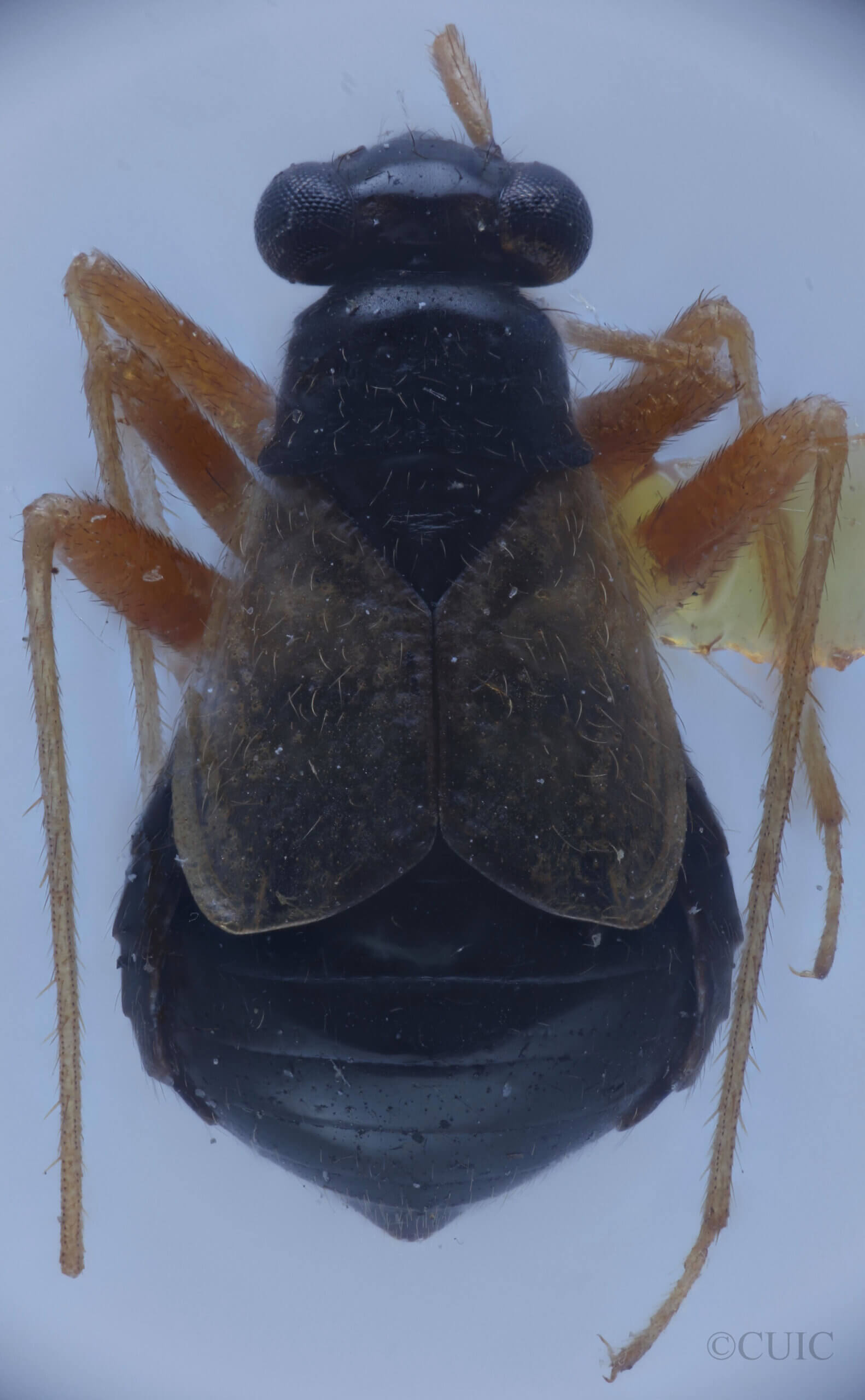 dorsal view of adult Mecomma gilvipes