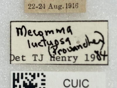 label view of adult Mecomma gilvipes