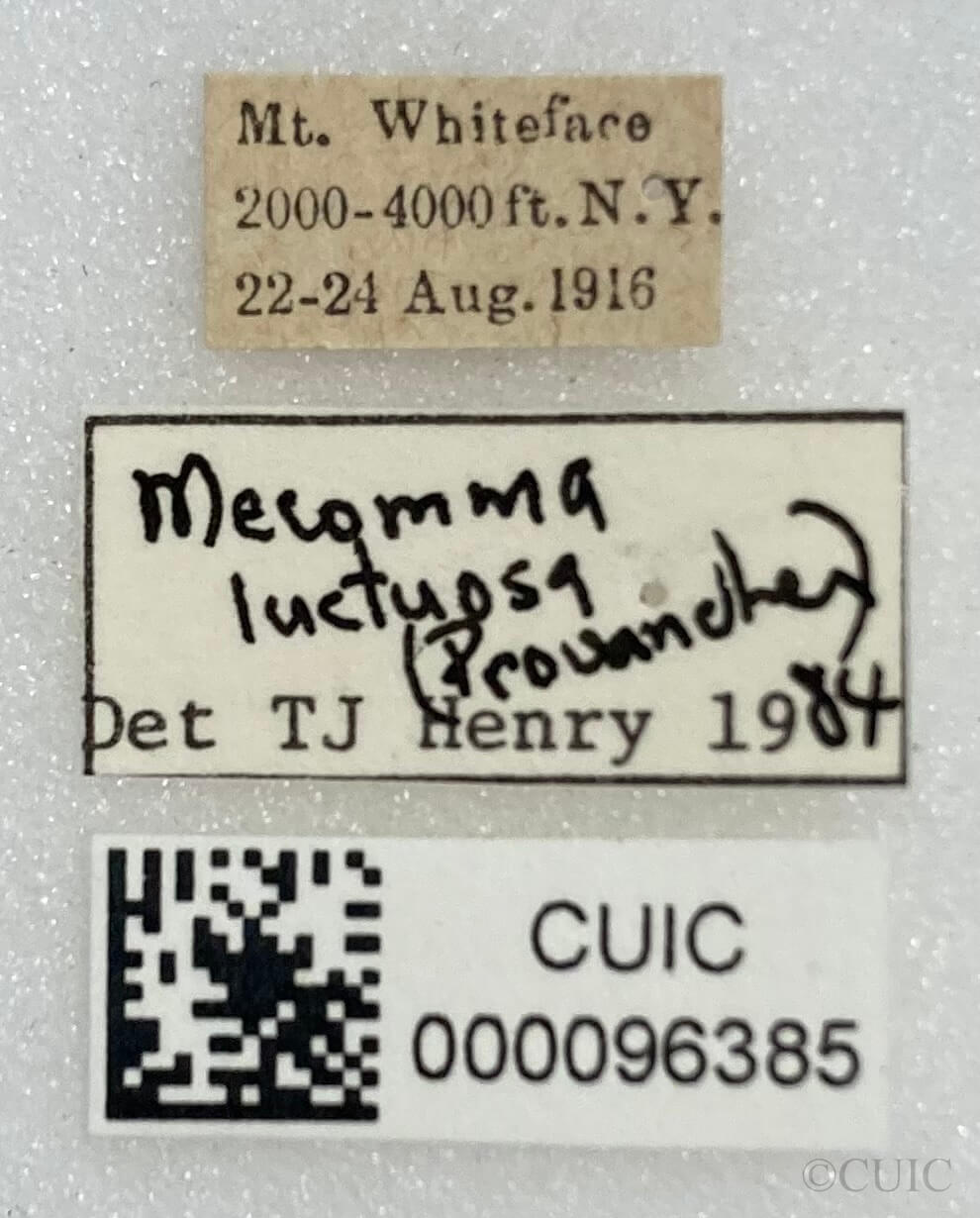 label view of adult Mecomma gilvipes