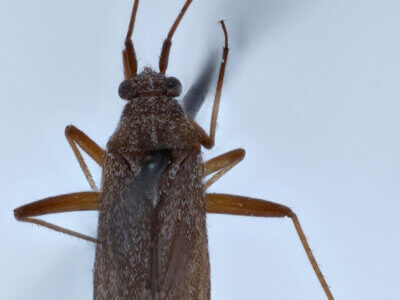 dorsal view of adult Noctuocoris fumidus