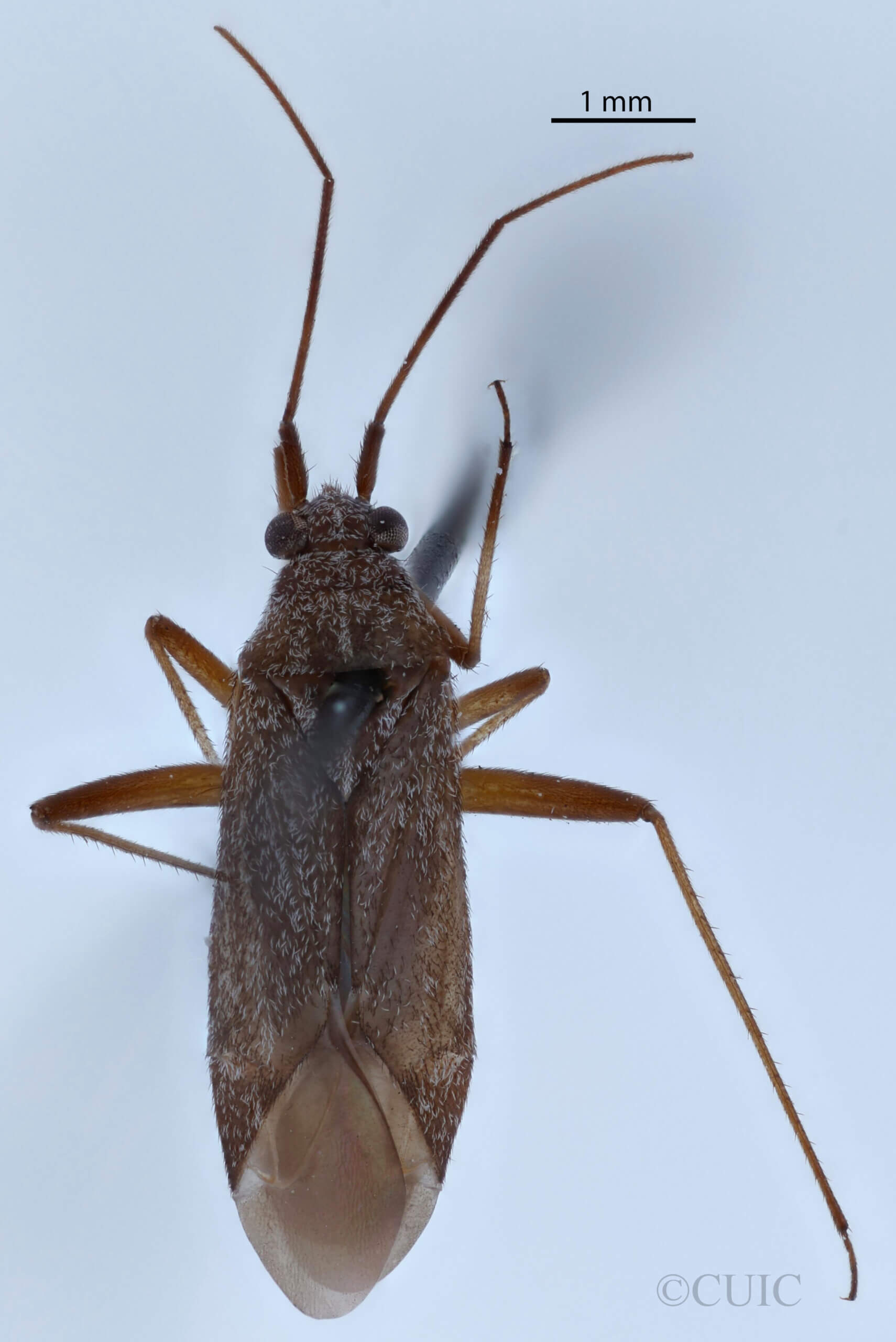 dorsal view of adult Noctuocoris fumidus