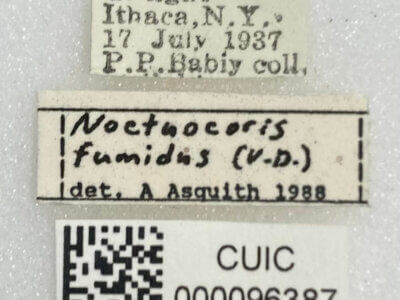 label view of adult Noctuocoris fumidus