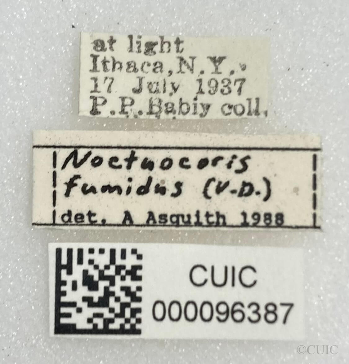 label view of adult Noctuocoris fumidus