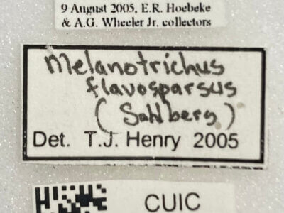 label view of adult Orthotylus flavosparsus