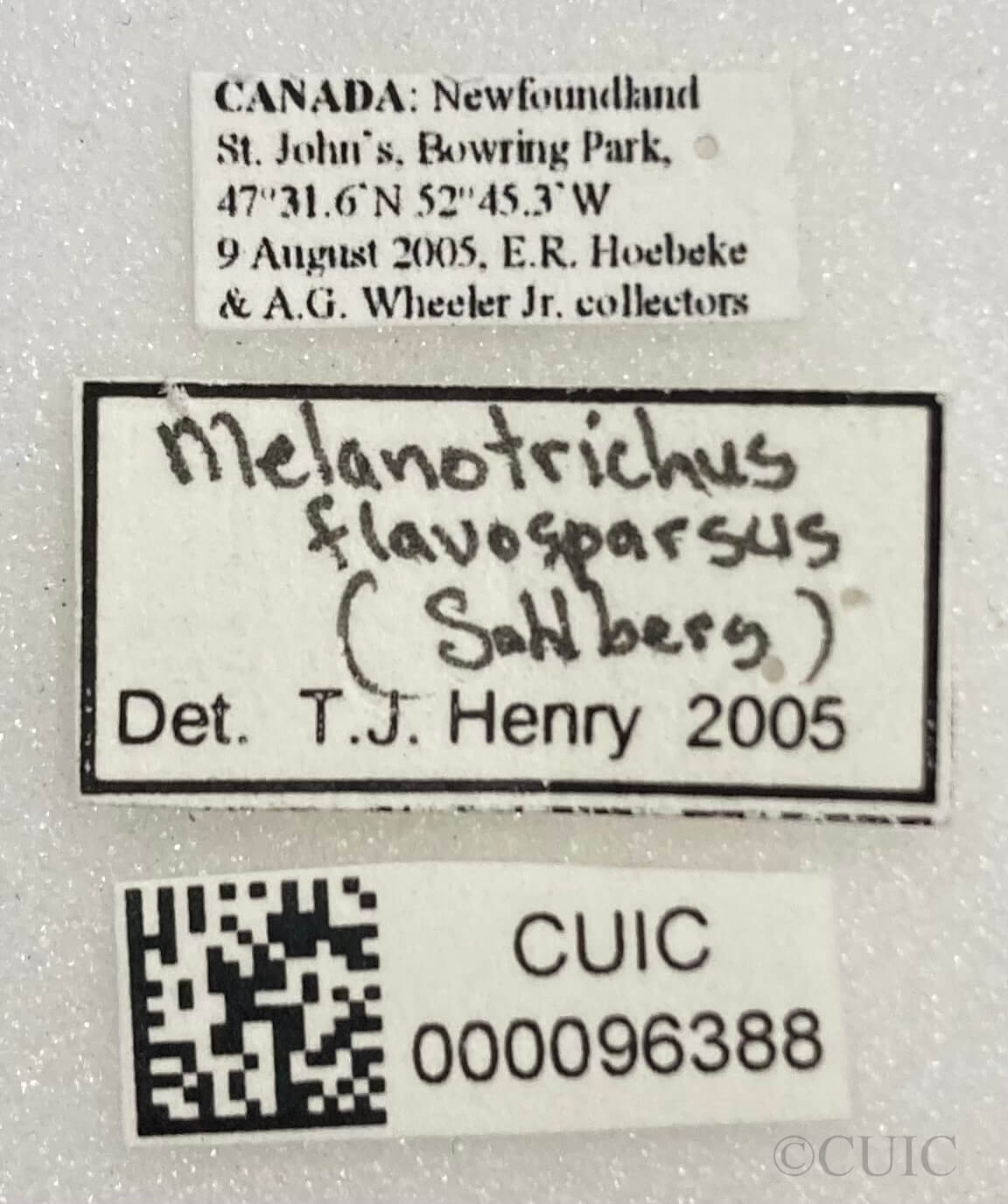 label view of adult Orthotylus flavosparsus