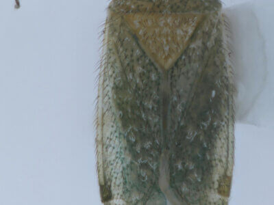 dorsal view of adult Orthotylus flavosparsus