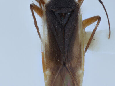 dorsal view of adult Orthotylus neglectus