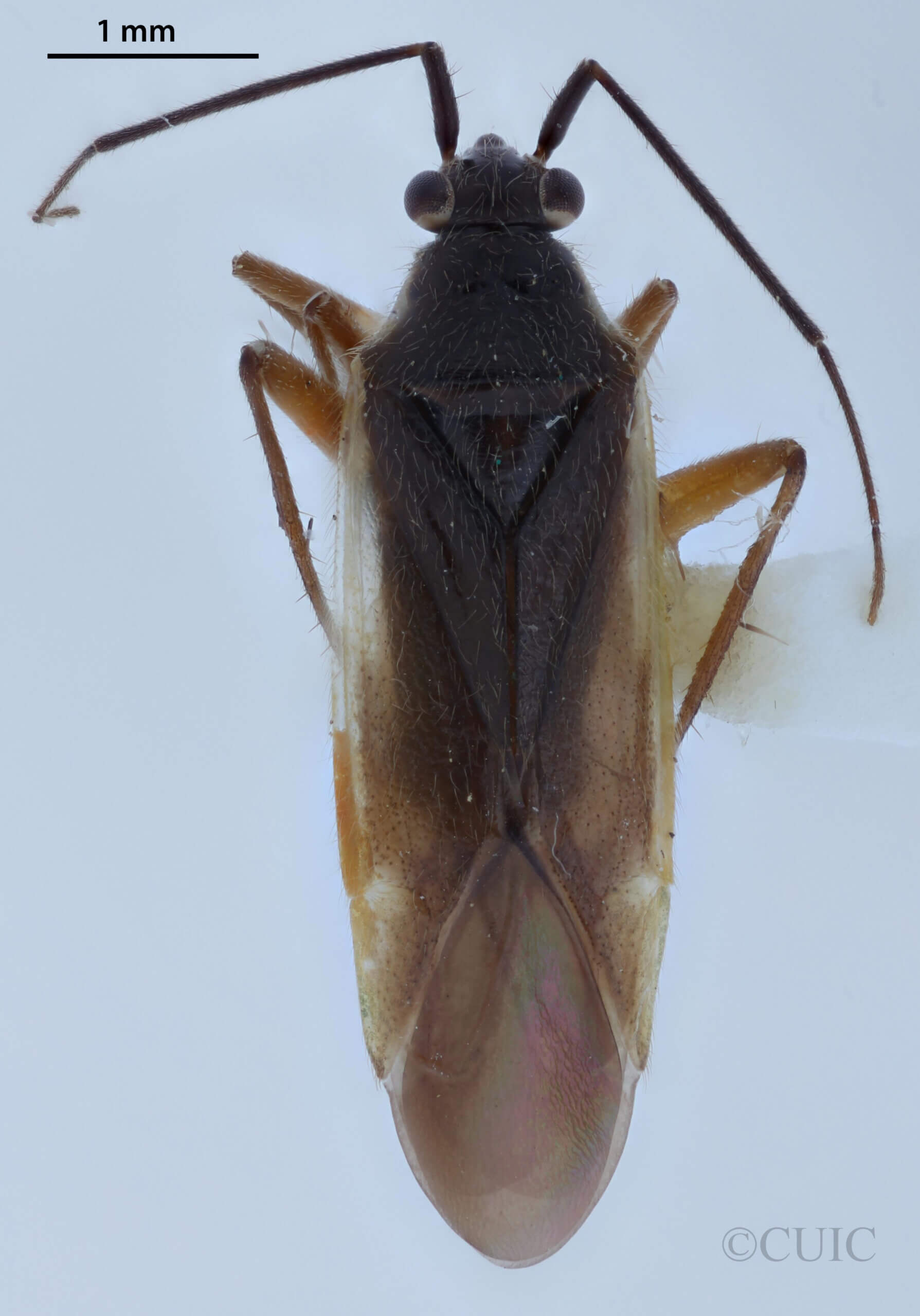 dorsal view of adult Orthotylus neglectus