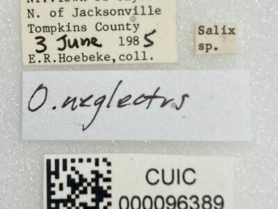 label view of adult Orthotylus neglectus