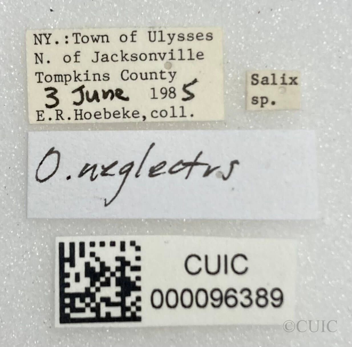 label view of adult Orthotylus neglectus