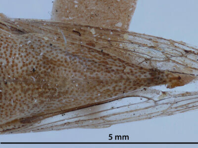 dorsal view of adult Ophiderma  pallida Van & Duzee, 1908