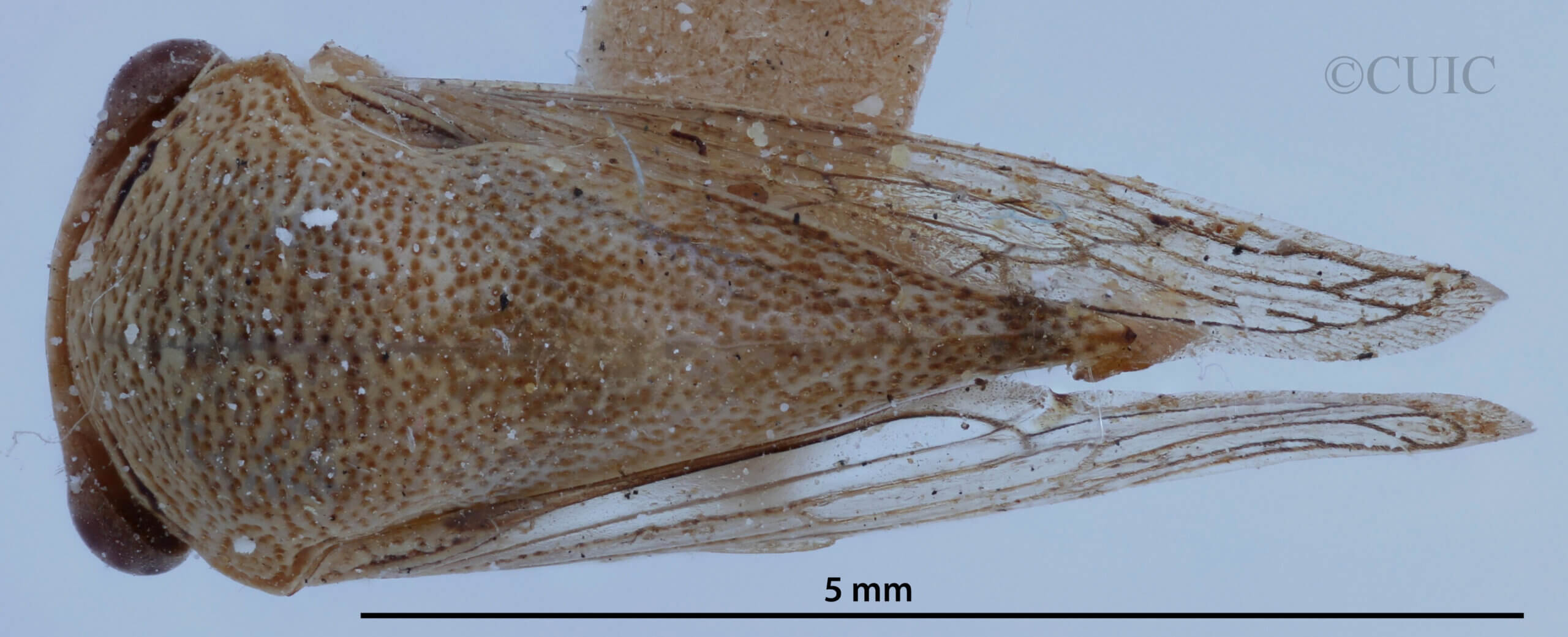 dorsal view of adult Ophiderma  pallida Van & Duzee, 1908