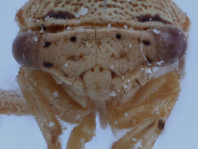 adult Ophiderma  pallida Van & Duzee, 1908