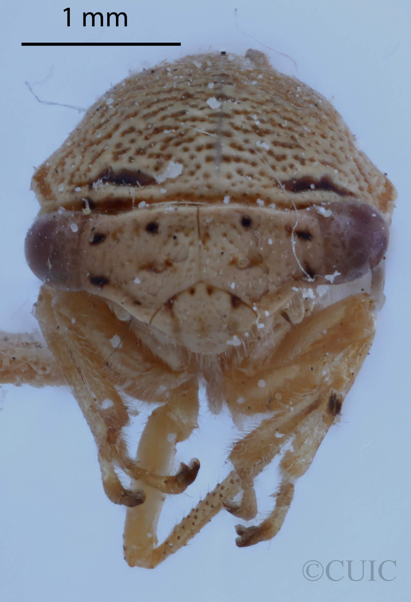 adult Ophiderma  pallida Van & Duzee, 1908