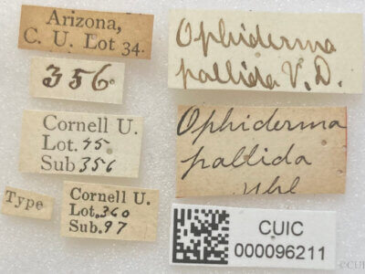 label view of adult Ophiderma  pallida Van & Duzee, 1908