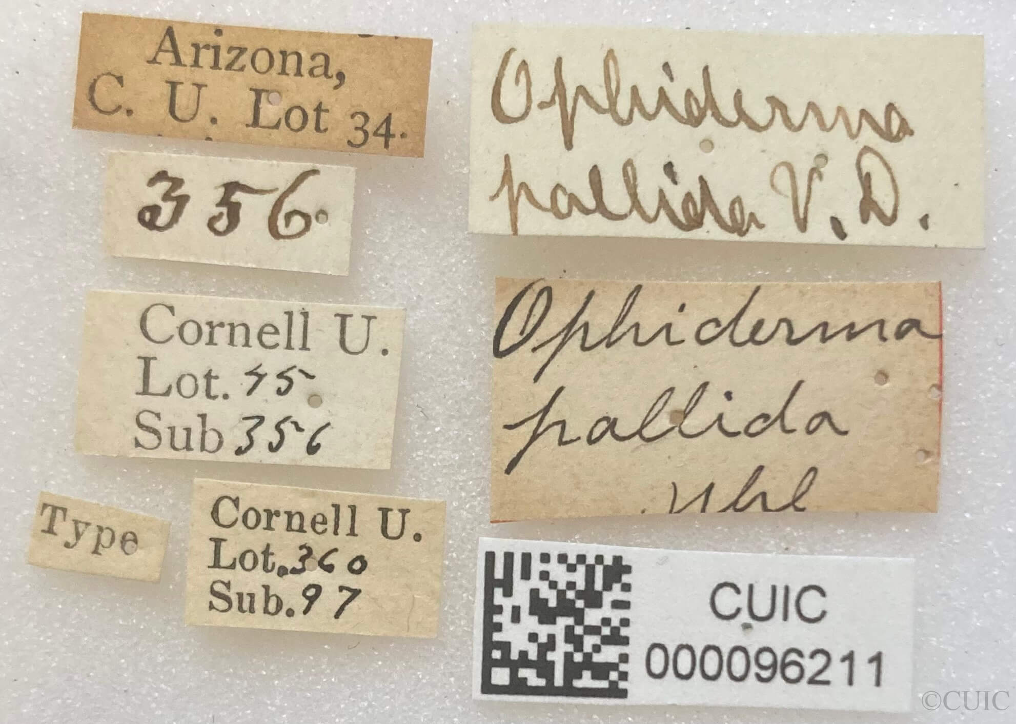 label view of adult Ophiderma  pallida Van & Duzee, 1908