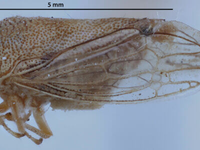 lateral view of adult Ophiderma  pallida Van & Duzee, 1908