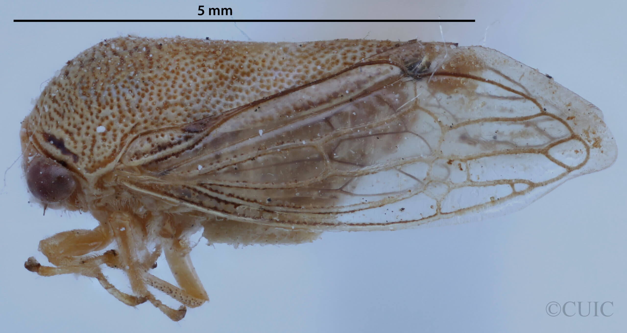 lateral view of adult Ophiderma  pallida Van & Duzee, 1908