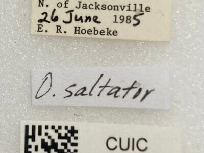 label view of adult Orthocephalus saltator