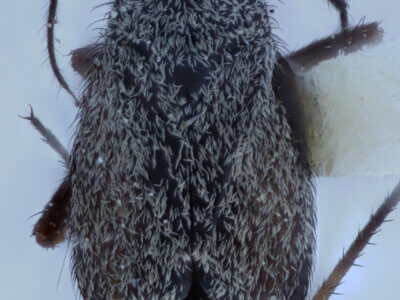 dorsal view of adult Orthocephalus saltator