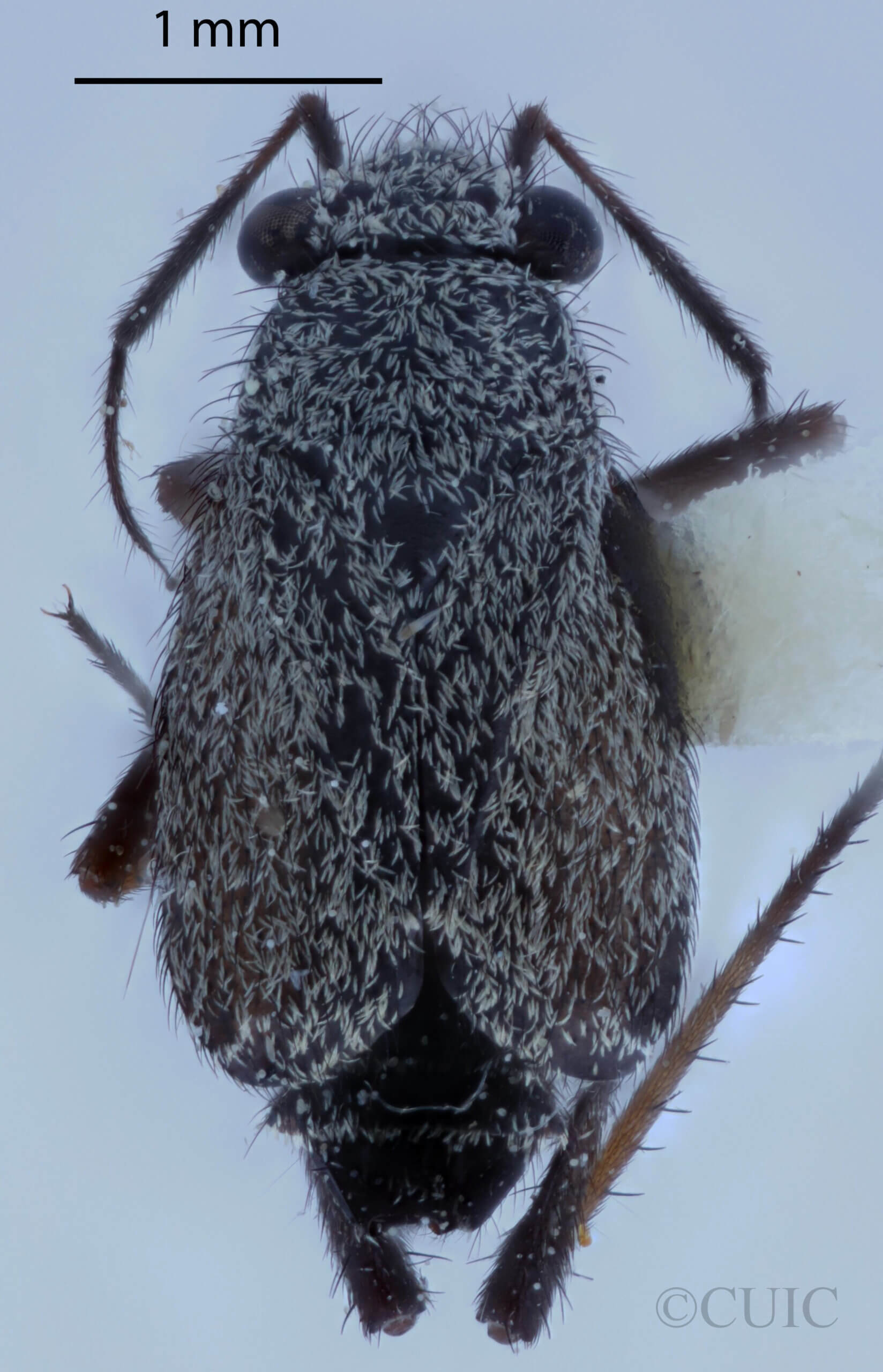 dorsal view of adult Orthocephalus saltator