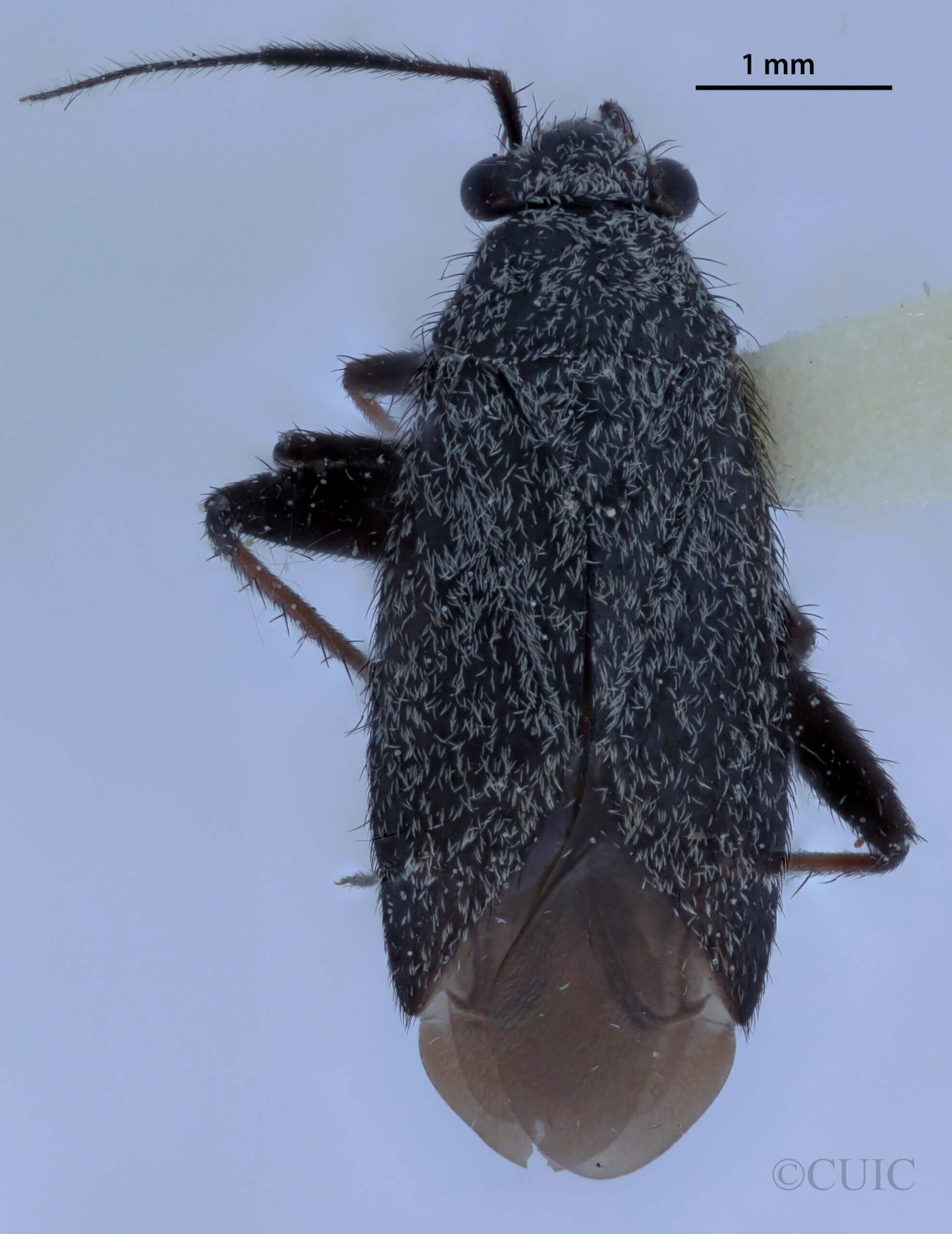 dorsal view of adult Orthocephalus saltator