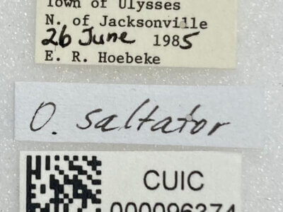 label view of adult Orthocephalus saltator