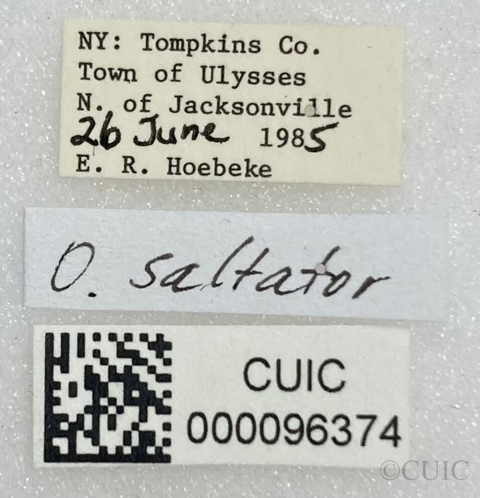 label view of adult Orthocephalus saltator