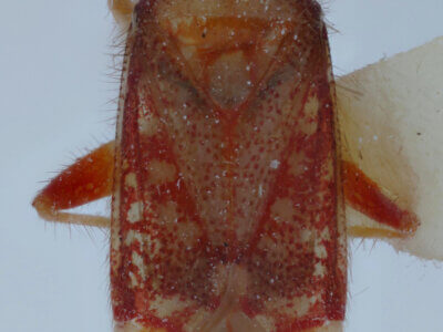 dorsal view of adult Pseudoloxops coccineus