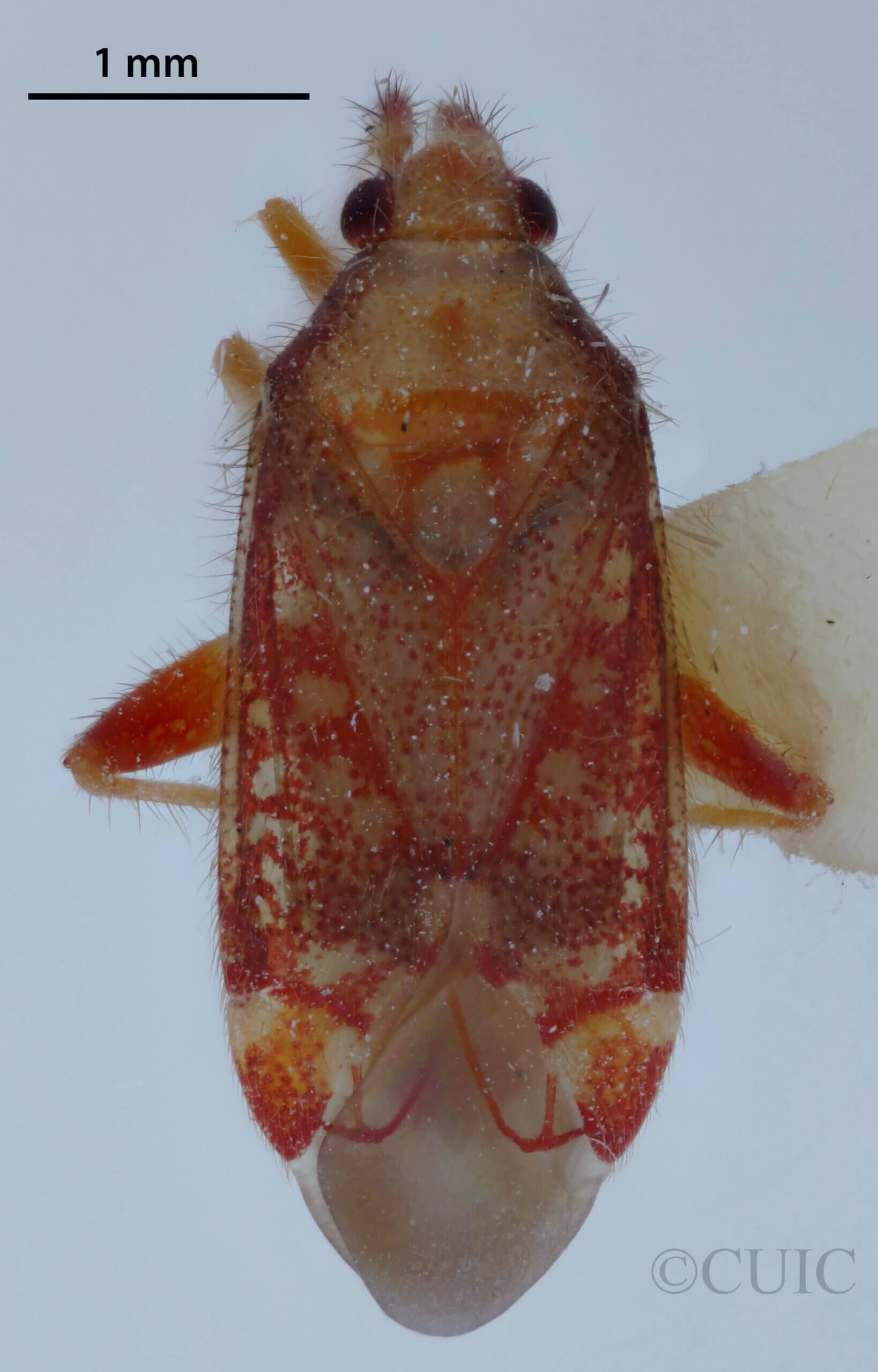 dorsal view of adult Pseudoloxops coccineus