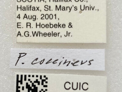 label view of adult Pseudoloxops coccineus