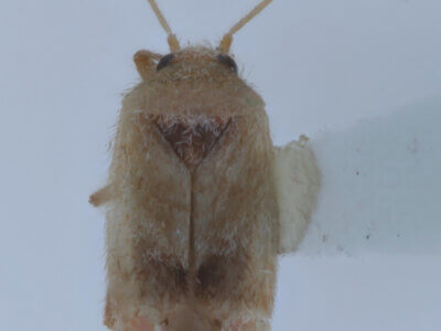 dorsal view of adult Parthenicus juniperi