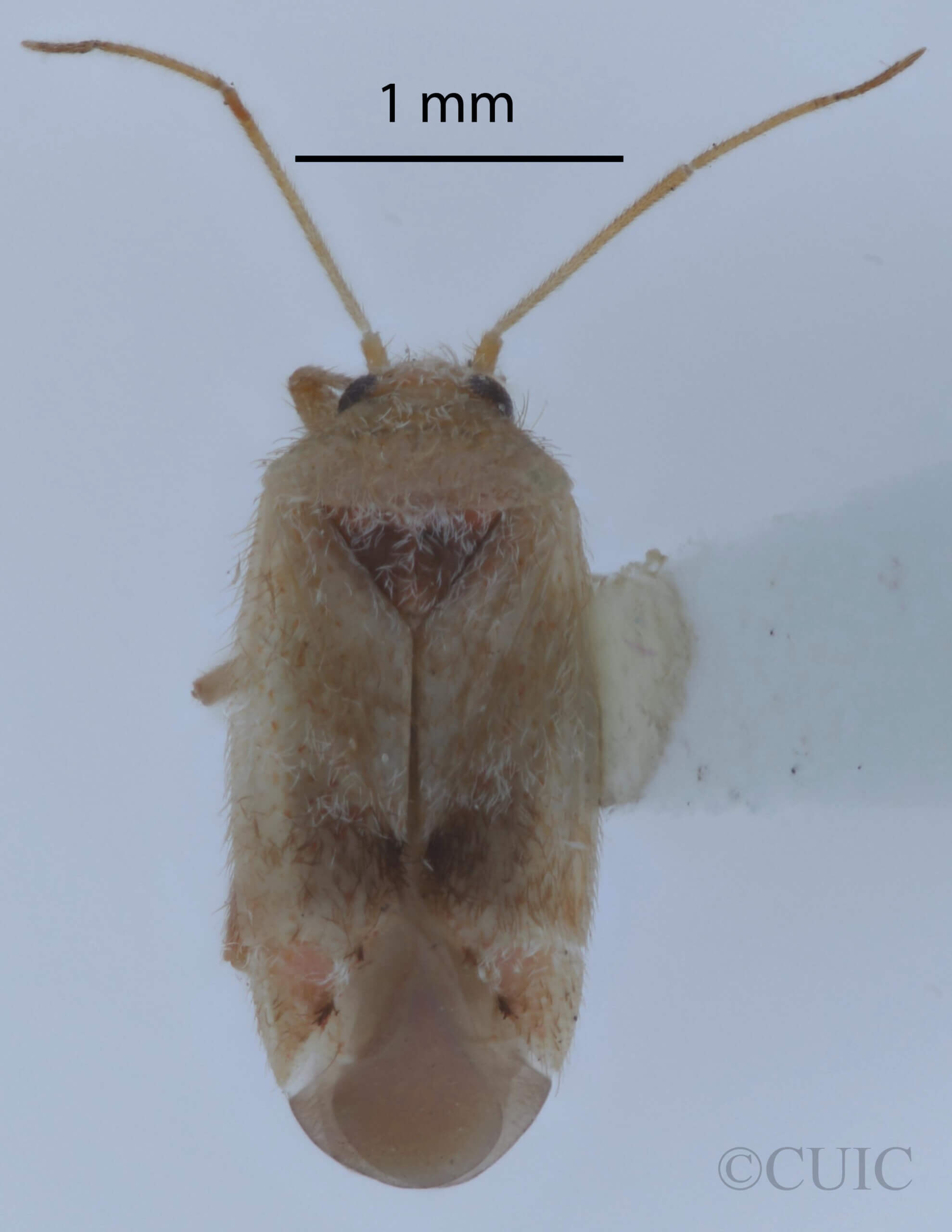 dorsal view of adult Parthenicus juniperi