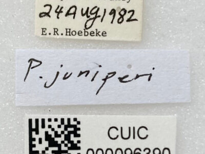 label view of adult Parthenicus juniperi