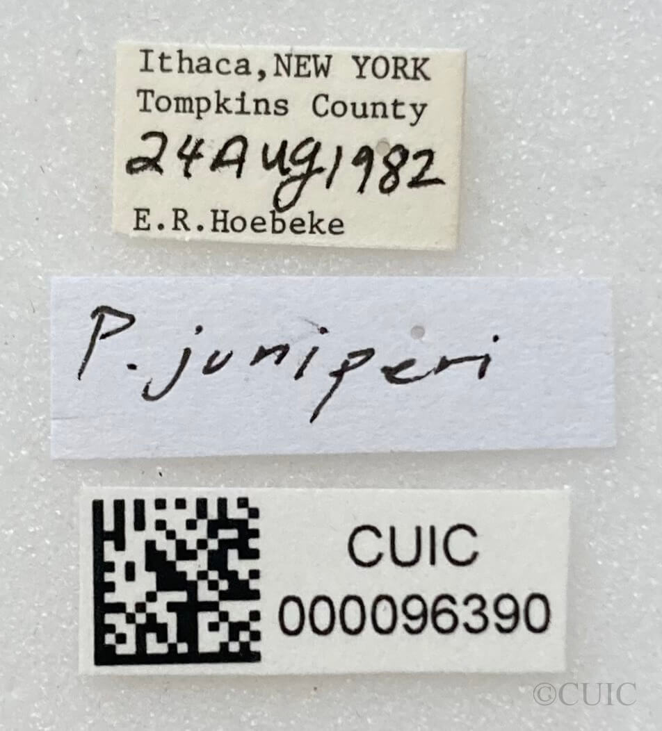 label view of adult Parthenicus juniperi