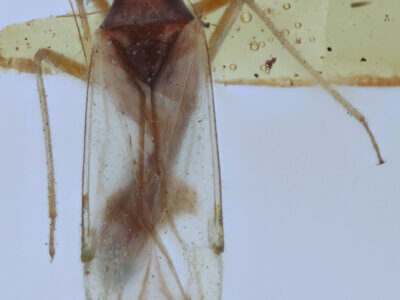 dorsal view of adult Paraproba pendula