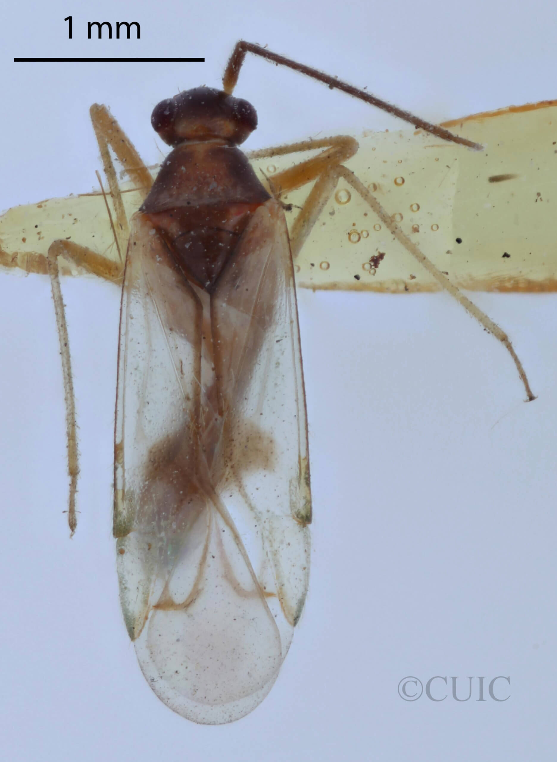 dorsal view of adult Paraproba pendula