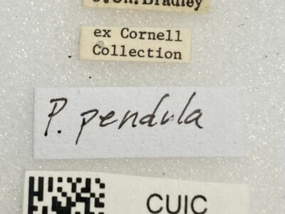 label view of adult Paraproba pendula
